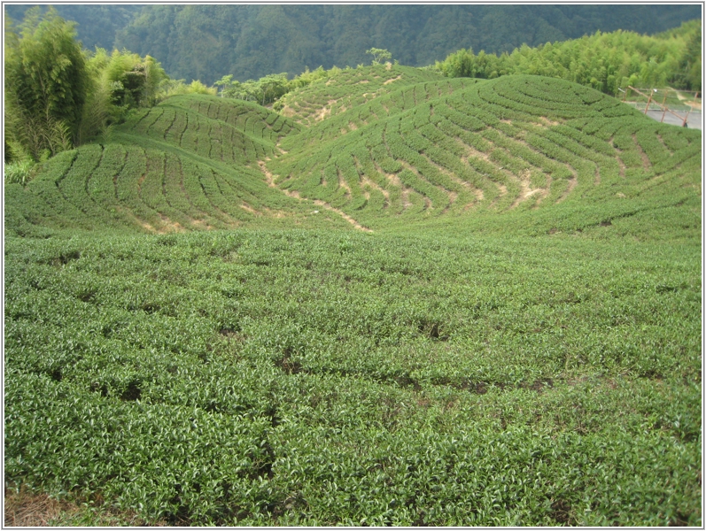 2011-06-16 14-55-54八卦茶園.JPG